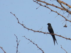 Psalidoprocne pristoptera