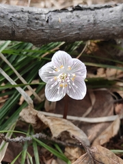 Eranthis sibirica