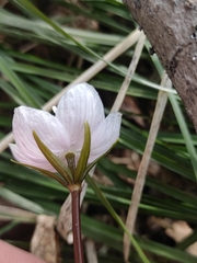 Eranthis sibirica, photograph Юлия, CC BY, iNaturalist via GBIF