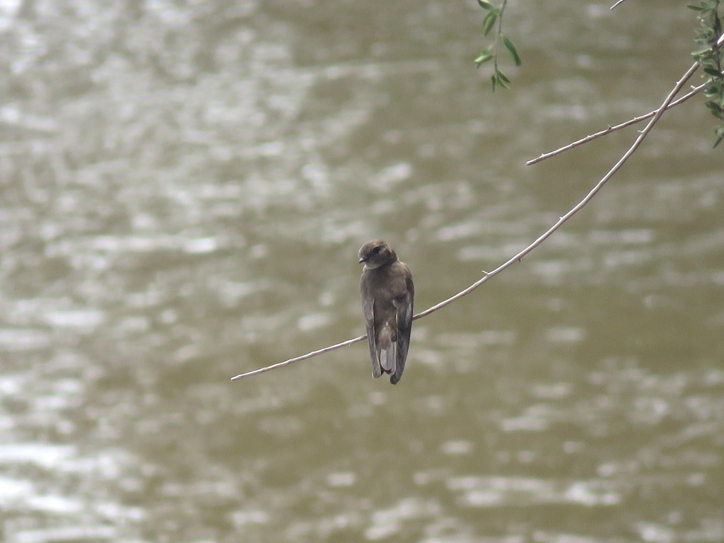 Brown-throated Martin