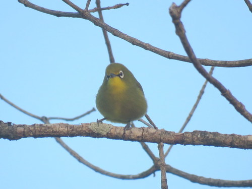 Zosterops virens