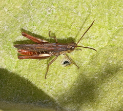 Chorthippus dichrous