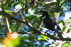 Corvus moneduloides