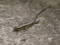 Trachylepis maculilabris