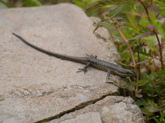 Trachylepis maculilabris