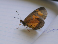 Acraea acerata