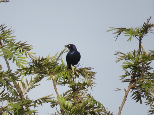 Lamprotornis purpuroptera