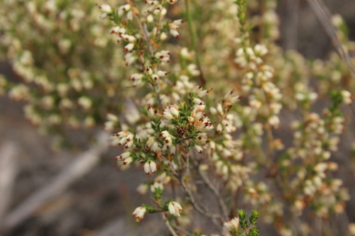 Image of Erica lasciva by (c) Corne Brink, some rights reserved (CC BY-SA)
