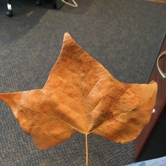 Magnoliopsida