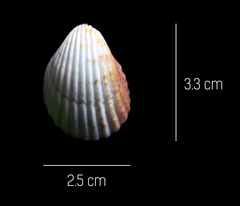 Trachycardium procerum
