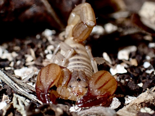 Heteronebo caymanensis