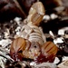 Heteronebo caymanensis - Photo (c) caymanmatt, osa oikeuksista pidätetään (CC BY-NC), lähettänyt caymanmatt