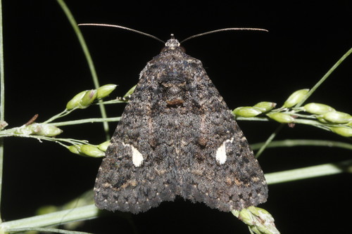 Coxina cinctipalpis Smith, 1899