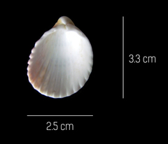 Trachycardium procerum