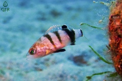 Serranus hepatus