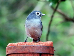Melaenornis fischeri