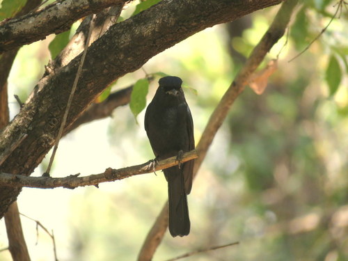 Melaenornis pammelaina