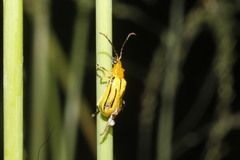 Diabrotica martinjacobyi