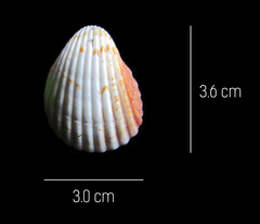 Trachycardium procerum
