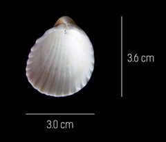 Trachycardium procerum