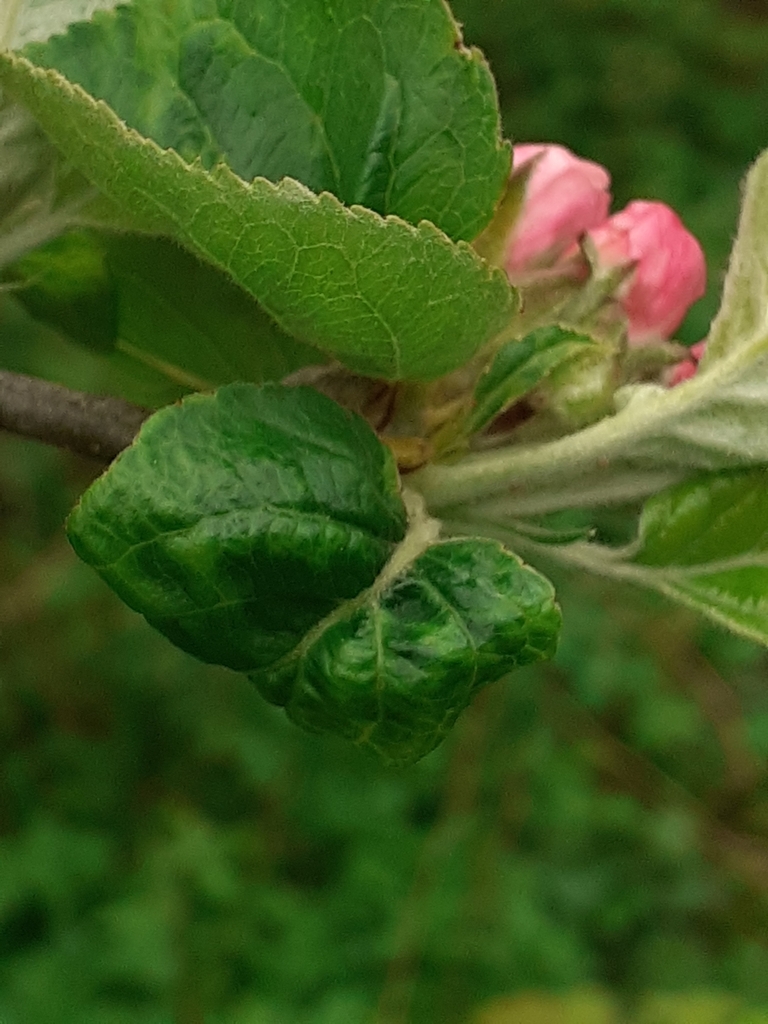 Dysaphis plantaginis