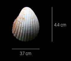 Trachycardium procerum