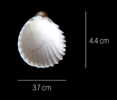 Trachycardium procerum