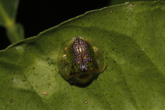 Coptocycla texana