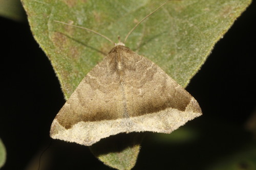 Bendisodes aeolia Druce, 1890