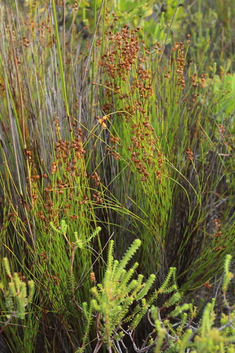 Common Mastreed (Mastersiella spathulata)