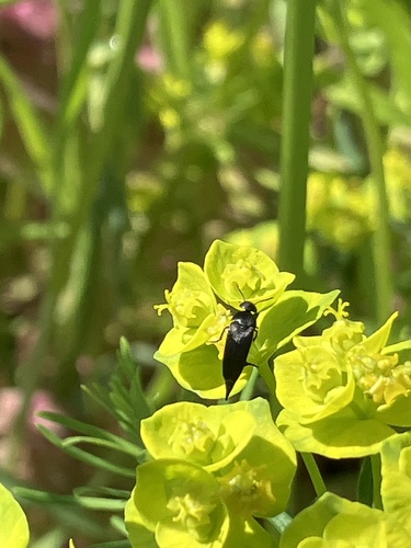Mordellistena brevicauda