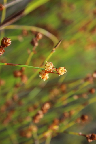 Image of Mastersiella spathulata by (c) Corne Brink, some rights reserved (CC BY-SA)