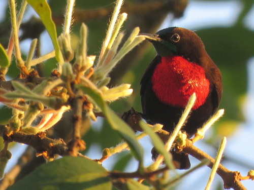 Chalcomitra senegalensis