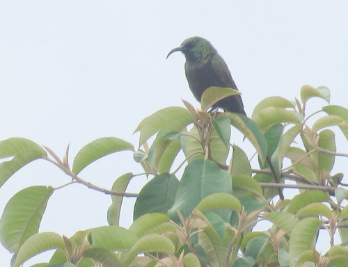 Nectarinia kilimensis