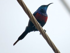 Cinnyris erythrocercus