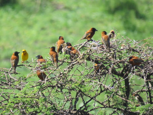 Chestnut Weaver (Ploceus rubiginosus), photo 5