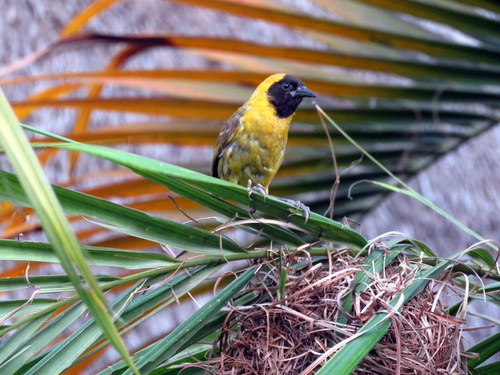 Ploceus pelzelni