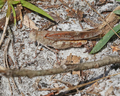 Spharagemon marmorata