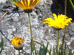Ursinia tenuifolia