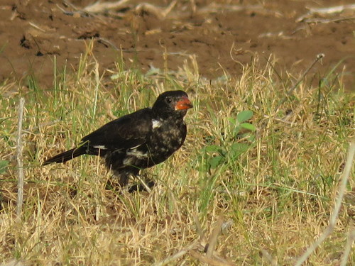 Bubalornis niger