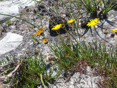Ursinia tenuifolia