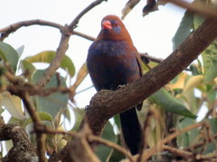 Granatina ianthinogaster