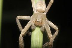 Curicaberis ferrugineus