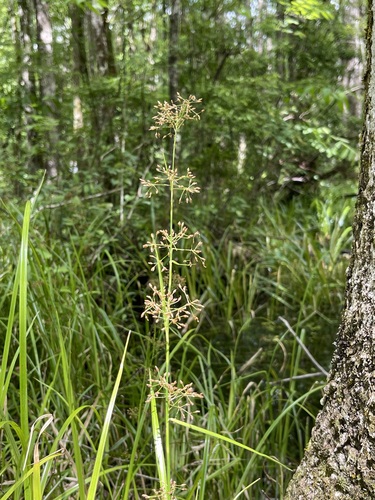 Image of Rhynchospora miliacea by no rights reserved