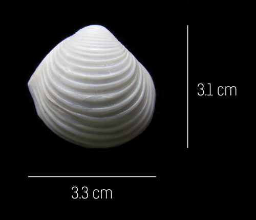 Harvella elegans
