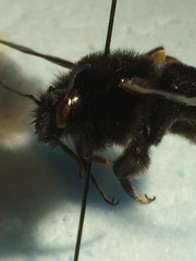 Bombus pullatus