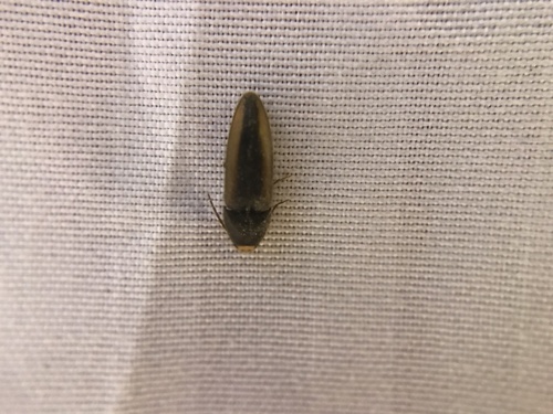 Physorhinus, 2023-04-30