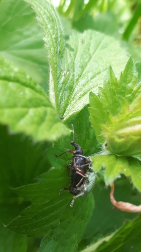 Nettle weevil photo 2