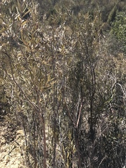 Ornithostaphylos oppositifolia