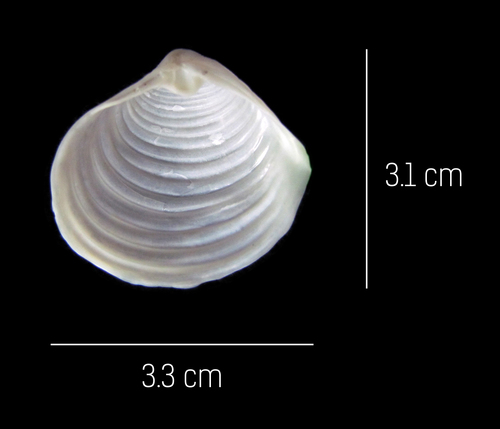 Harvella elegans